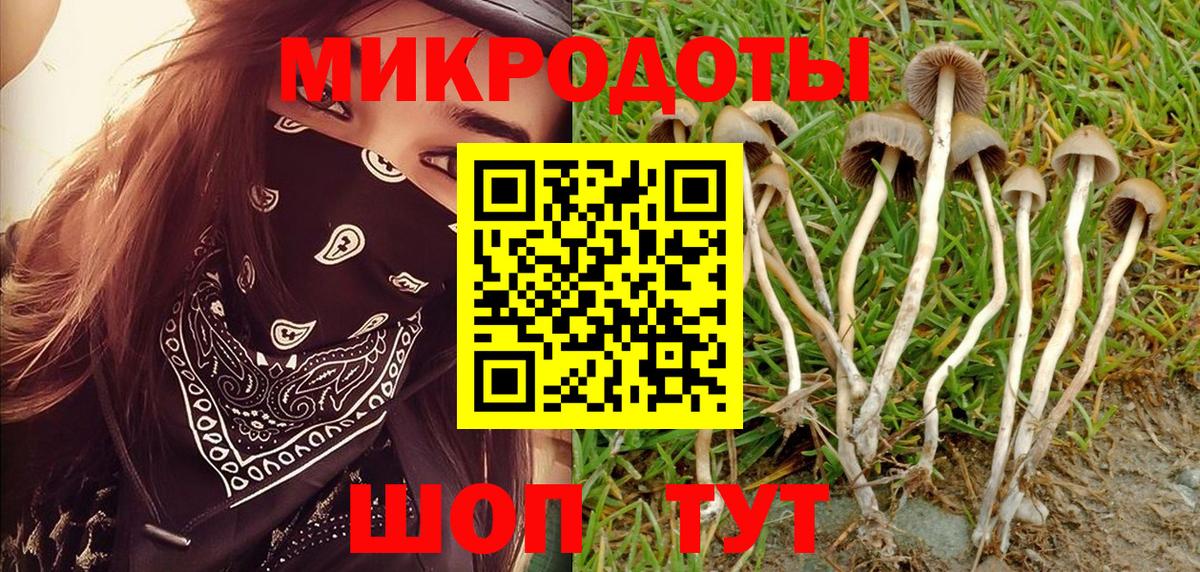 Галлюциногенные грибы Psilocybe Рославль
